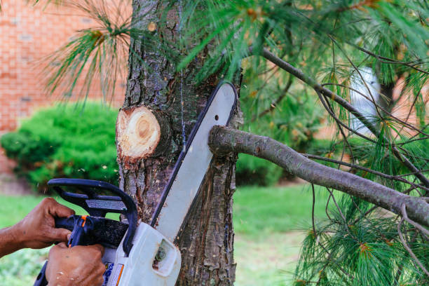 Best Tree Care Services  in Combe, LA